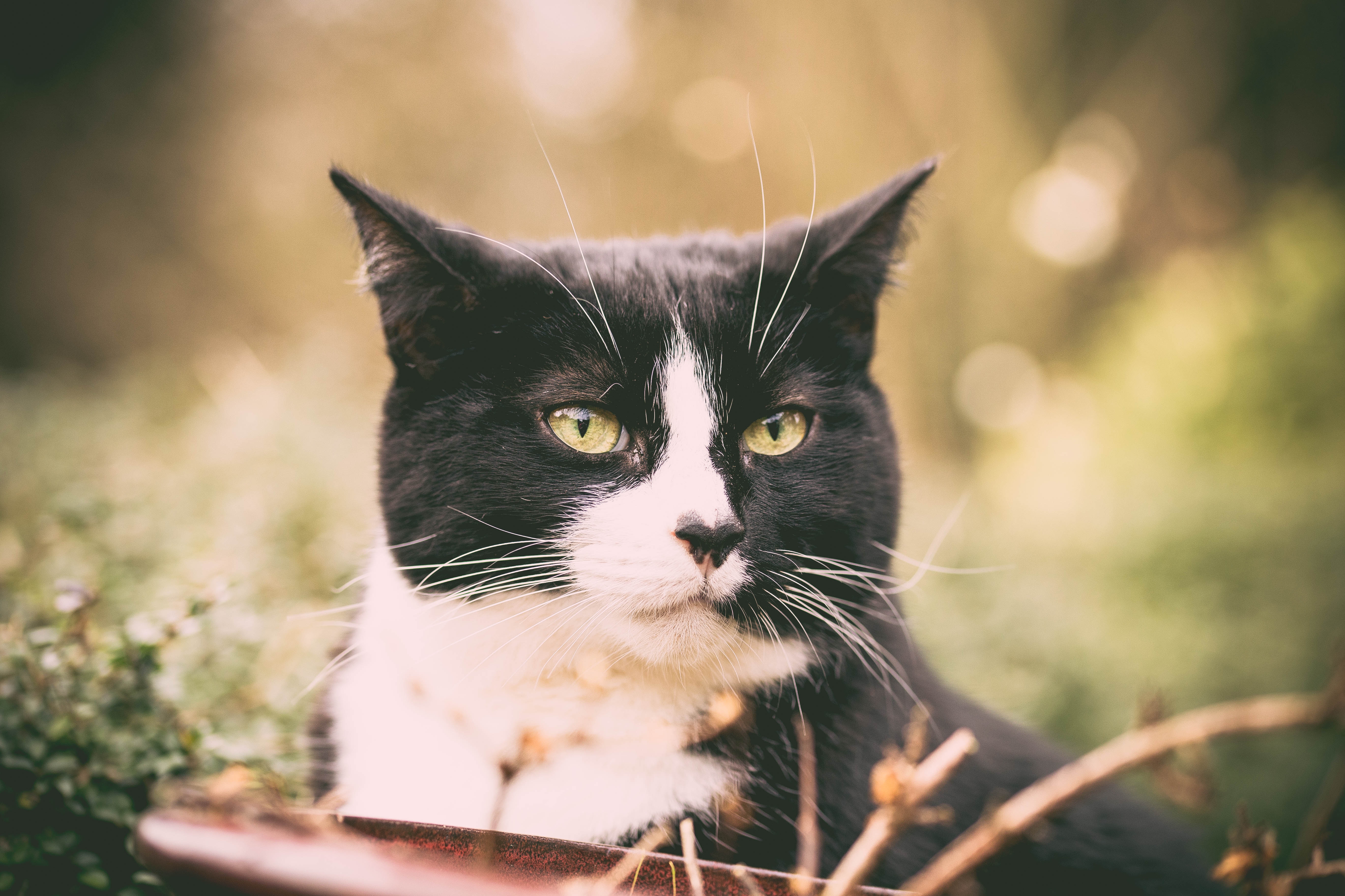 Schwarz Weiße Katze im Freien blickt an Kamera vorbei