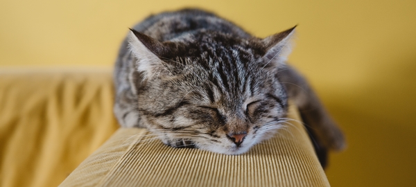 Schlafende Katze auf Sofa