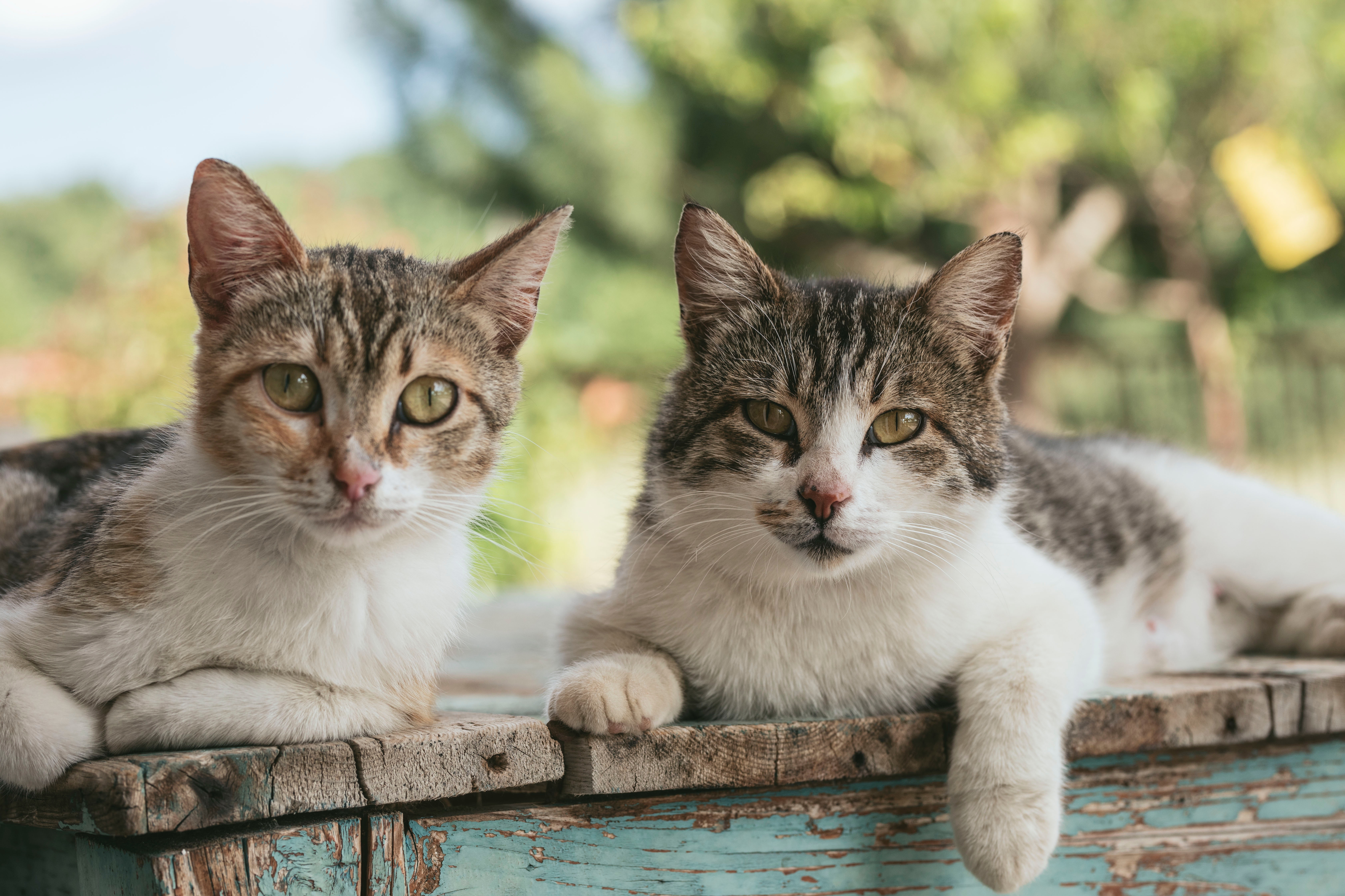 Katzen Sind Keine Einzelgänger Katzenbetreuung Dortmund