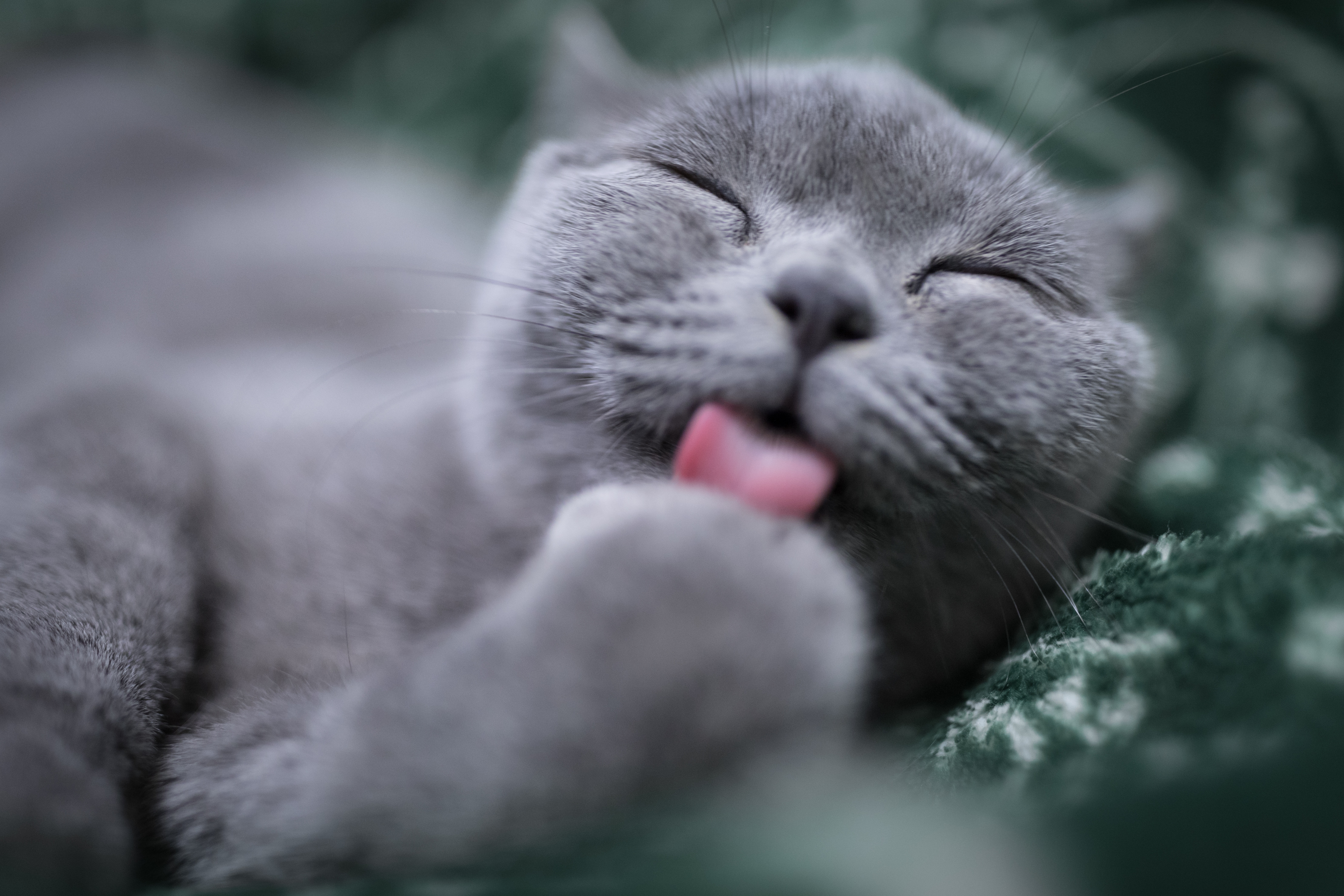 Graue Katze leckt sich die Pfote