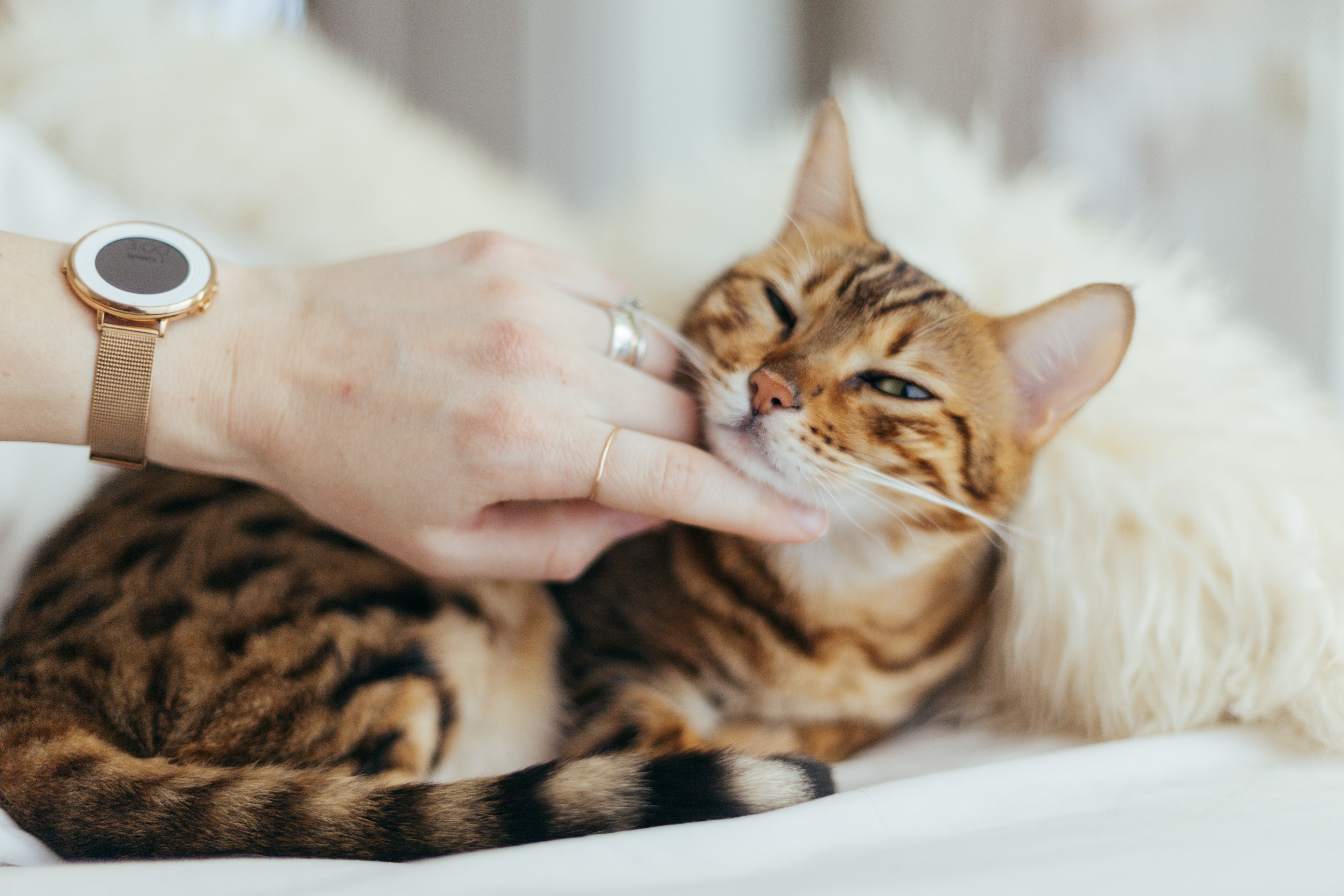 Hand einer Person streichelt Bengal Katze unter dem Kinn