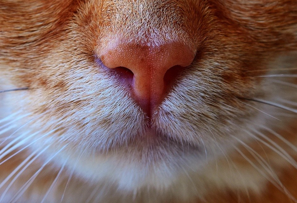 Naser einer roten Katze