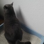 Graue Katze sitzt auf Katzenklo