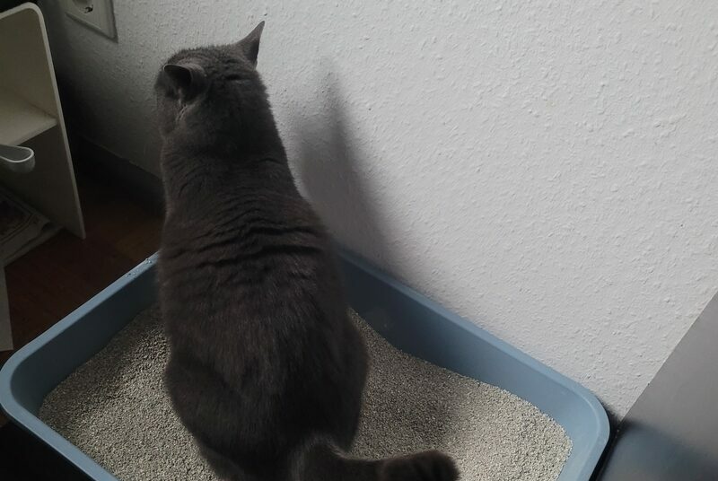 Graue Katze sitzt auf Katzenklo