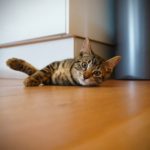 Braun getigerte Katze liegt auf Holzboden und schaut in die Kamera