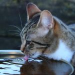 Getigerte Katze trinkt aus großem Wassernapf