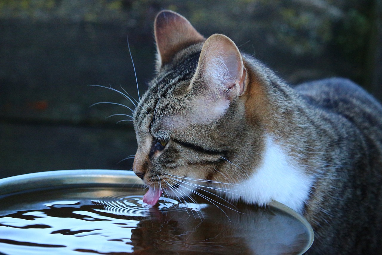 Getigerte Katze trinkt aus großem Wassernapf