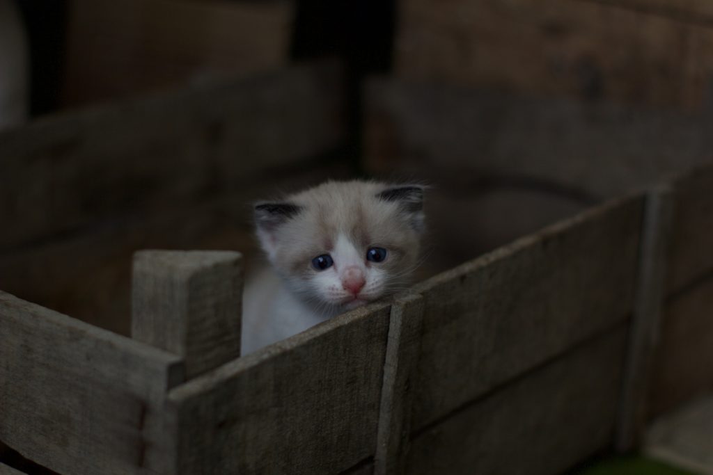Katzen Kitten Dortmund