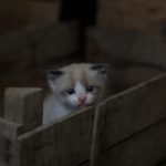 Weiß graues Kitten in brauner Holzkiste guckt in Kamera