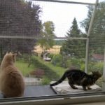 zwei Katzen genießen die Aussicht vom Katzenbalkon
