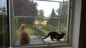 zwei Katzen genießen die Aussicht vom Katzenbalkon