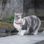 Mehrfarbige Katze mit Katzenhalsband sitzt auf Mauer - Halsbänder für Katzen