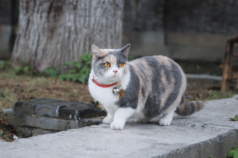 Mehrfarbige Katze mit Katzenhalsband sitzt auf Mauer - Halsbänder für Katzen