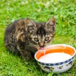 Tabby Katze trinkt Milch aus Schüssel und guckt dabei in die Kamera