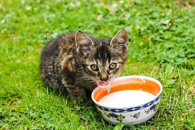 Tabby Katze trinkt Milch aus Schüssel und guckt dabei in die Kamera