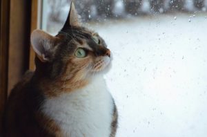 Katze sitzt am Fenster