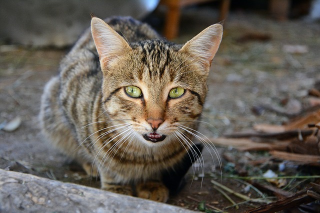 Getigerte Katze rümpft die Nase