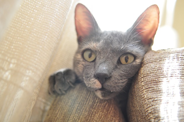 Katze-guckt-zwischen-Sofa