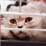 Beige Katze liegt hinter einem Gitter