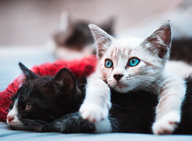 Hellbraune Katze liegt über dunkler Katze