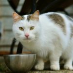 Weiß-Braune Katze über Napf schaut in Kamera