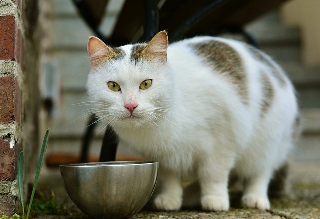 Weiß-Braune Katze über Napf schaut in Kamera