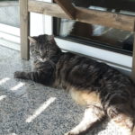 Getigerte Katze liegt auf Terrasse und zeigt Hängebauch