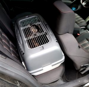 Katze guckt aus Transportbx, die auf der Rückbank befestigt ist