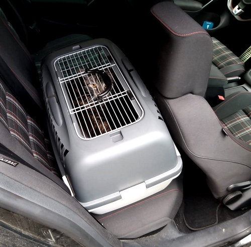 Wie Transportiert Man Einen Kühlschrank Im Auto Wichtige Infos: Wie transportiert man Katzen richtig im Auto?