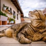 Bengalkatze liegt auf Terrasse und guckt in den Himmel