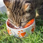 Getigerte Katze frisst aus orangenem Napf