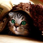 Kätzchen versteckt sich unter der Decke