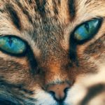 Blau-Grüne Katzenaugen im Fokus