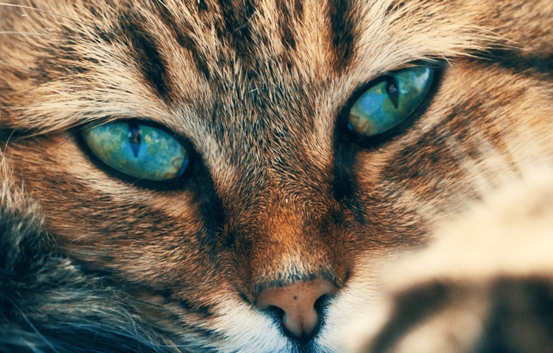 Katzen Augen In Der Nacht