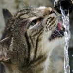 Katze trinkt aus Wasserhahn Wie viel Wasser sollten Katzen trinken