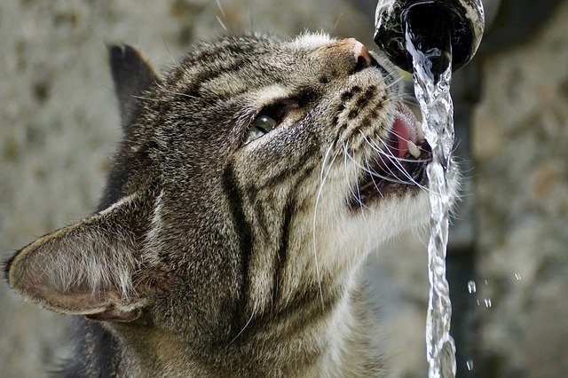 Katze trinkt aus Wasserhahn Wie viel Wasser sollten Katzen trinken