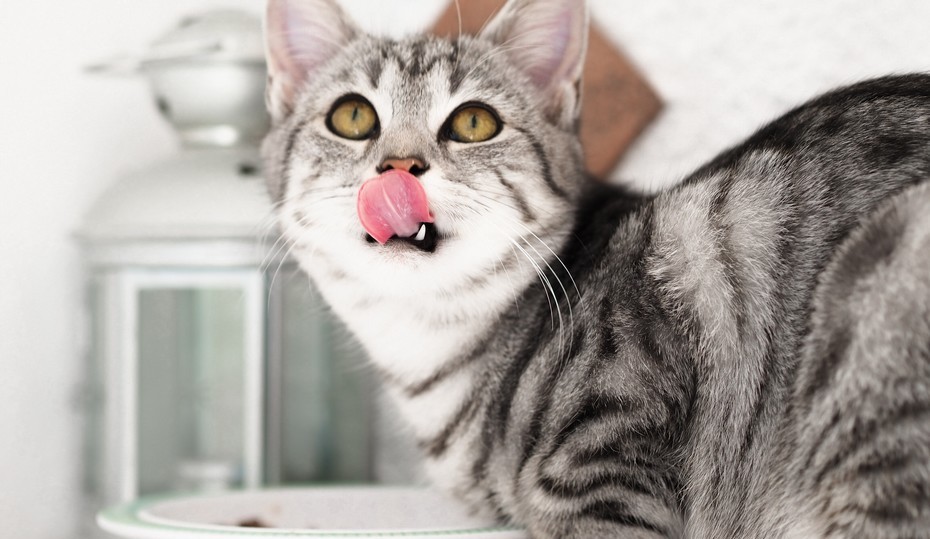 Grau-Weiße Katze sitzt vor Futternapf und leckt sich den Mund