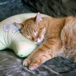 Rote Katze schläft auf Kissen