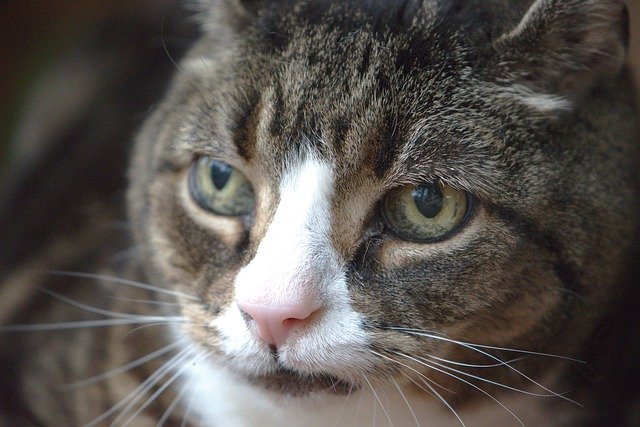 Ältere Katzen - getigerte Katze guckt an KAmera vorbei