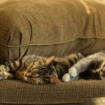 Katzen schalfen auf braunem Sofa