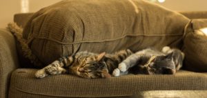 Katzen schalfen auf braunem Sofa