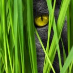 Graue katze blickt durch grünes Gras