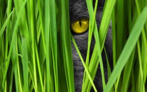 Graue katze blickt durch grünes Gras