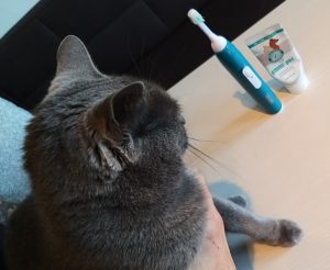 Zahnpflege für Katzen - meine Katze Robin 