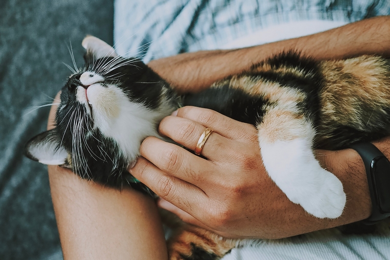 Mehrfabrige Katze liegt in Armen von Mensch und genießt Streicheleinheit