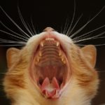 Katzezeigt Zähne