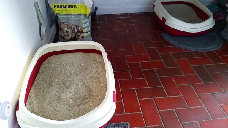 Katzenstreu wechseln - 3 Tipps zum Umgewöhnen Deiner Katze