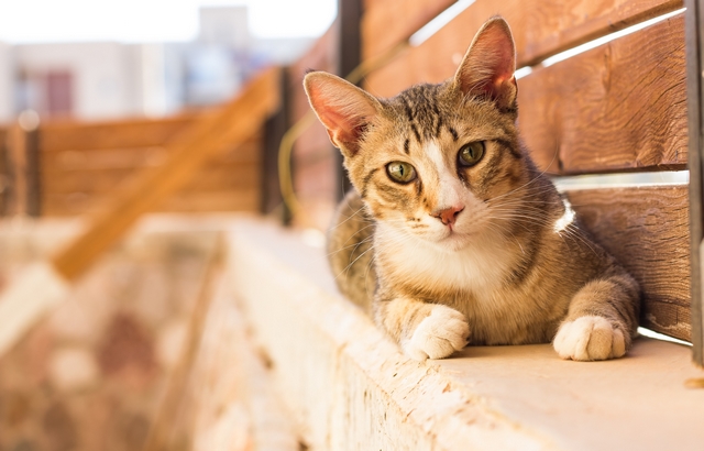 Braun weiße Katze liegt draußen und guckt interessiert in die kamera