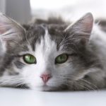 Grau-Weiße Katze mit grünen Augen guckt liegend in Kamera