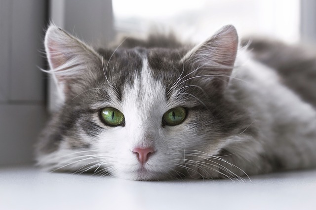 Grau-Weiße Katze mit grünen Augen guckt liegend in Kamera